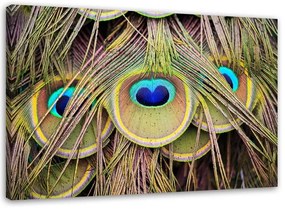 Obraz na plátně Barevná paví pera - 100x70 cm