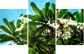 Obraz - Plumeria (90x60 cm)