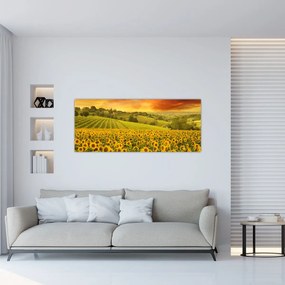 Obraz - Slnečnicové pole (120x50 cm)