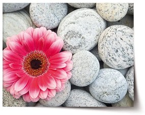 Sablio Plagát Gerbera na kameňoch - 90x60 cm