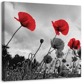 Obraz na plátně Červené květy máku louka příroda - 50x50 cm