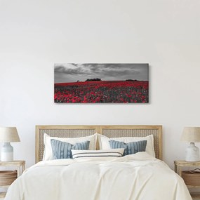 Obraz vlčích makov (120x50 cm)