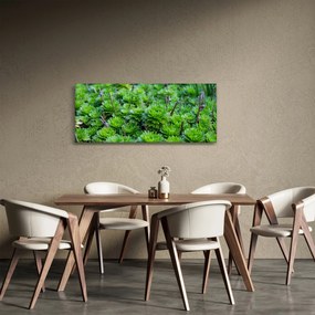 Obraz sukulentov (120x50 cm)