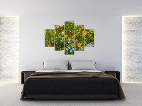Obraz - Citrónovník (150x105 cm)