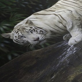 Obraz - Tiger albín (120x50 cm)
