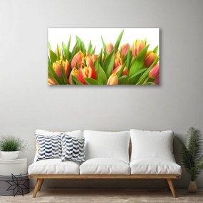 Obraz Canvas Tulipány kvety rastlina 100x50 cm