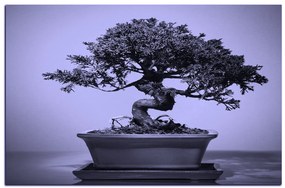 Obraz na plátne - Bonsai 1244VA (60x40 cm)