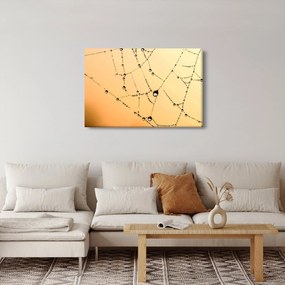 Obraz orosenej pavučiny (90x60 cm)
