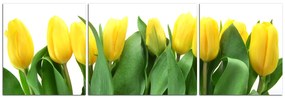 Obraz na plátne - Žlté tulipány - panoráma 503C (150x50 cm)