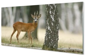 Sklenený obraz jeleň lesný 100x50 cm