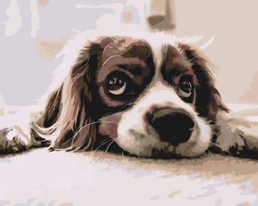 Gario Maľovanie podľa čísel Roztomilý psík Rozmery: 50 x 40 cm, Rámovanie: Iba zrolované plátno