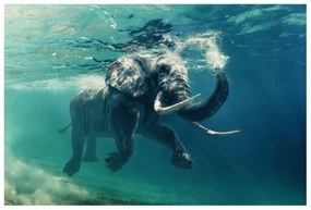 Obraz ELEPHANT