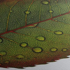 Obraz - List ruže (90x60 cm)