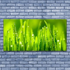 Obraz plexi Zelená tráva kvapky rosy 120x60 cm