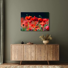 Obraz - vlčie maky (90x60 cm)