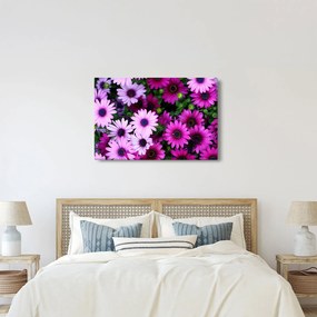 Obraz - Kvety (90x60 cm)