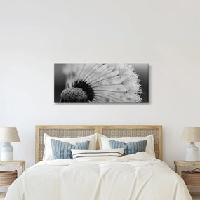 Obraz púpavy - čiernobiely (120x50 cm)