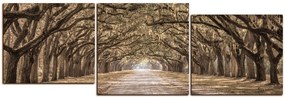 Obraz na plátne - Historické dubové stromy lemované poľnou cestou - panoráma 5239FE (90x30 cm)