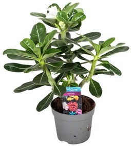 Adenium obesum 13x37 cm