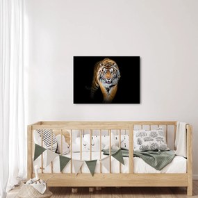 Obraz - Tiger (70x50 cm)