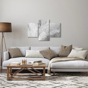 Obraz - Pampas grass N⁰1 (90x60 cm)