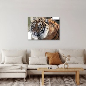Obraz tigra (70x50 cm)