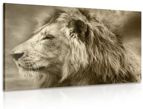 Obraz africký lev v sépiovom prevedení - 120x80