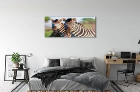 Obraz na akrylátovom skle Zebra 120x60 cm