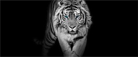 Obraz - Tiger s modrými očami (120x50 cm)