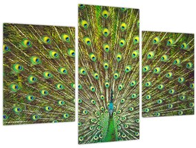 Obraz - Páv (90x60 cm)