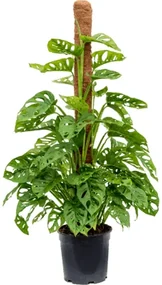 Monstera obliqua on moss pole 100 - 21x80 cm