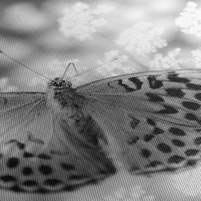 Obraz - Detail motýľa opeľujúceho kvet (150x105 cm)