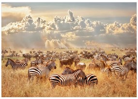 Artgeist Fototapeta - Zebra Land Veľkosť: 245x175, Verzia: Samolepiaca