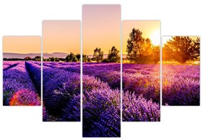 Obraz levanduľového pole, Provence (150x105 cm)