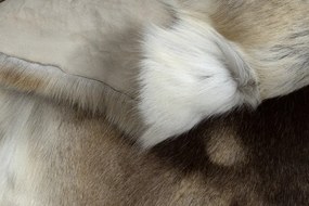 Koberec RENIFER POK016 hnedý / béžový