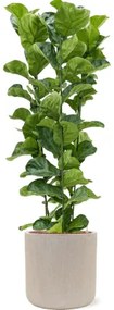 Ficus lyrata bambino 3pp pots. 25/19 v. 110 cm