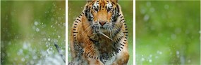 Obraz - Bežiaci tiger (s hodinami) (90x30 cm)