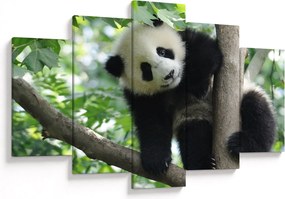 Obraz - Panda na strome (150x105 cm)