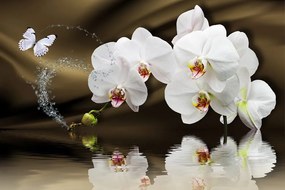 Samolepiaca tapeta harmónia motýľa s orchideou