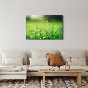 Obraz - rosa na tráve (90x60 cm)