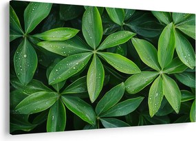 Obraz - Listy s kvapkami rosy (90x60 cm)