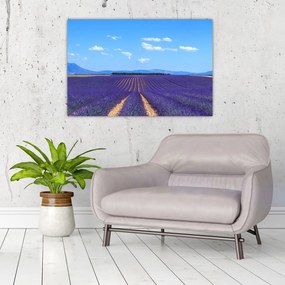 Obraz - Levanduľové pole (90x60 cm)