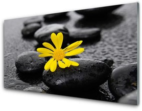 Skleneny obraz Kvet kamene rastlina kúpele 125x50 cm