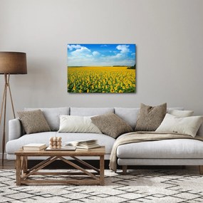 Obraz - pás slnečníc (70x50 cm)