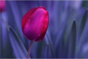 Obraz pupete tulipánu (90x60 cm)