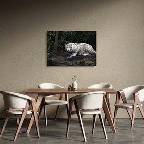 Sklenený obraz - Tiger albín (70x50 cm)
