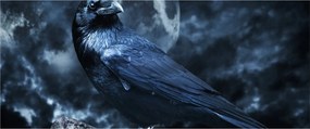 Obraz - Havran (120x50 cm)