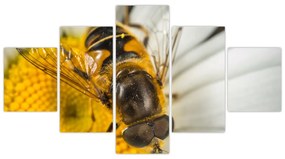 Obraz - detail včely