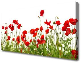 Obraz Canvas Lúka maky kvety príroda 100x50 cm