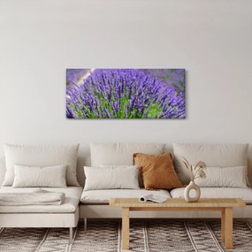 Obraz - levanduľa (120x50 cm)